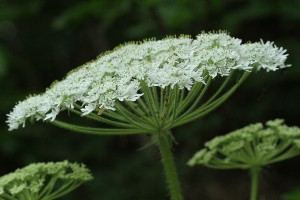 オオハナウドの写真