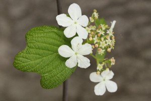 オオカメノキの写真