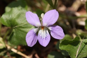 オオタチツボスミレの写真