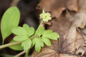 レンプクソウの写真