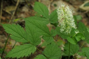 ルイヨウショウマの写真
