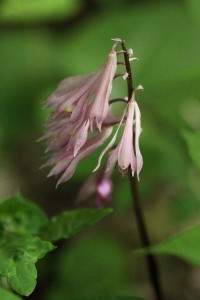 サイハイランの写真