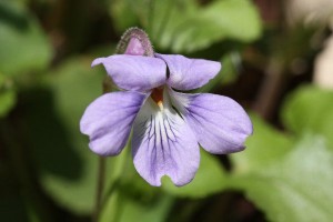 タチツボスミレの写真