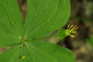 ツクバネソウの写真