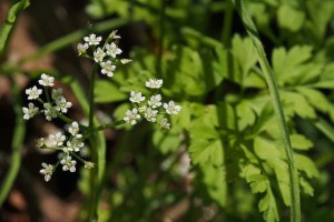 ヤブニンジンの写真