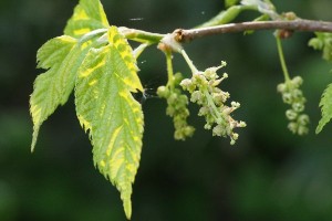ヤマグワの写真