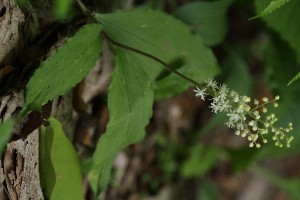 ユキザサの写真