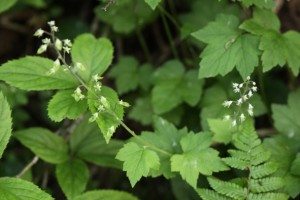 ズダヤクシュの写真