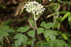 アマニュウの写真