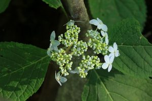 エゾアジサイの写真