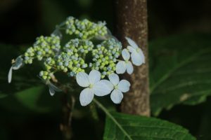 エゾアジサイの写真