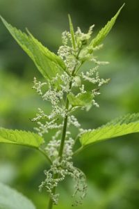 エゾイラクサの写真