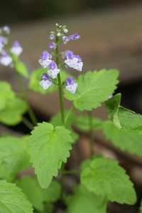 エゾタツナミソウの写真