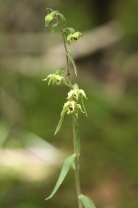 エゾスズランの写真