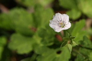 ゲンノショウコの写真