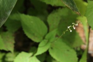 ハエドクソウの写真