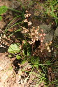 ヒトツバイチヤクソウの写真