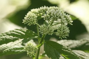 ヒヨドリバナの写真