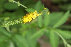 キンミズヒキの写真