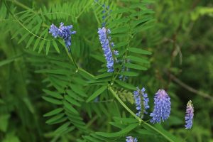 クサフジの写真