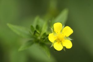 ミツモトソウの写真