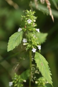 ミヤマトウバナの写真