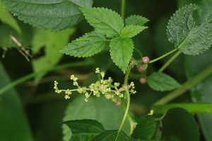 ムカゴイラクサの写真