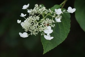 ノリウツギの写真