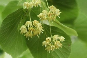 オオバボダイジュの写真