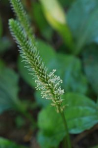 オオバコの写真