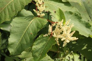 オオイタドリの写真