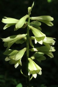 オオウバユリの写真