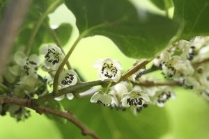 サルナシ（コクワ）の写真