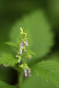 ツルニガクサの写真