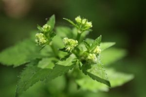 ウマノミツバの写真