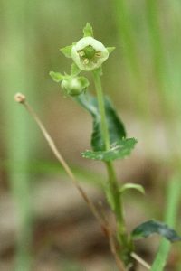 ウメガサソウの写真