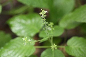 ウシタキソウの写真