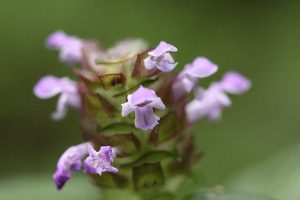 ウツボグサの写真