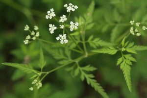 ヤブジラミの写真