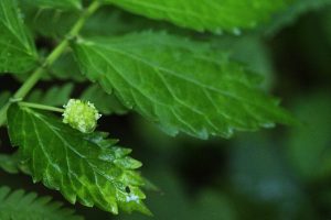 ヤマトキホコリの写真