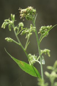 ヨブスマソウの写真