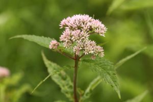 ヨツバヒヨドリの写真