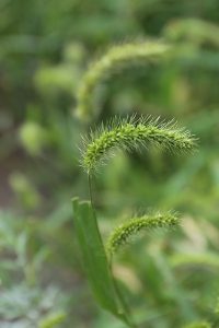 アキノエノコログサの写真