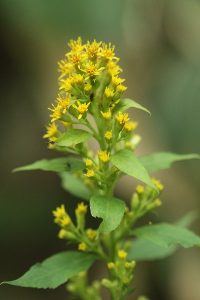 アキノキリンソウの写真