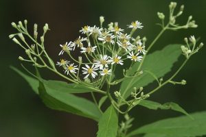 エゾゴマナの写真