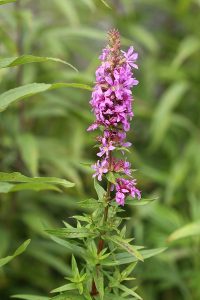 エゾミゾハギの写真