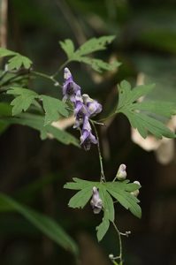 エゾトリカブトの写真