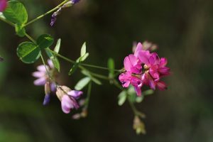 エゾヤマハギの写真