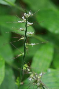 ケチヂミザサの写真