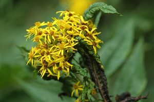 ハンゴンソウの写真